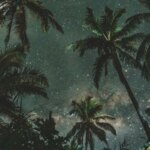 LEGOLAND Florida: Palm trees under a starry sky.