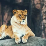 LEGOLAND Florida: A lion is sitting on top of a rock.