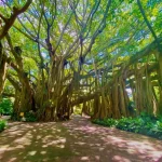 Historic Cypress Gardens Banyan Tree