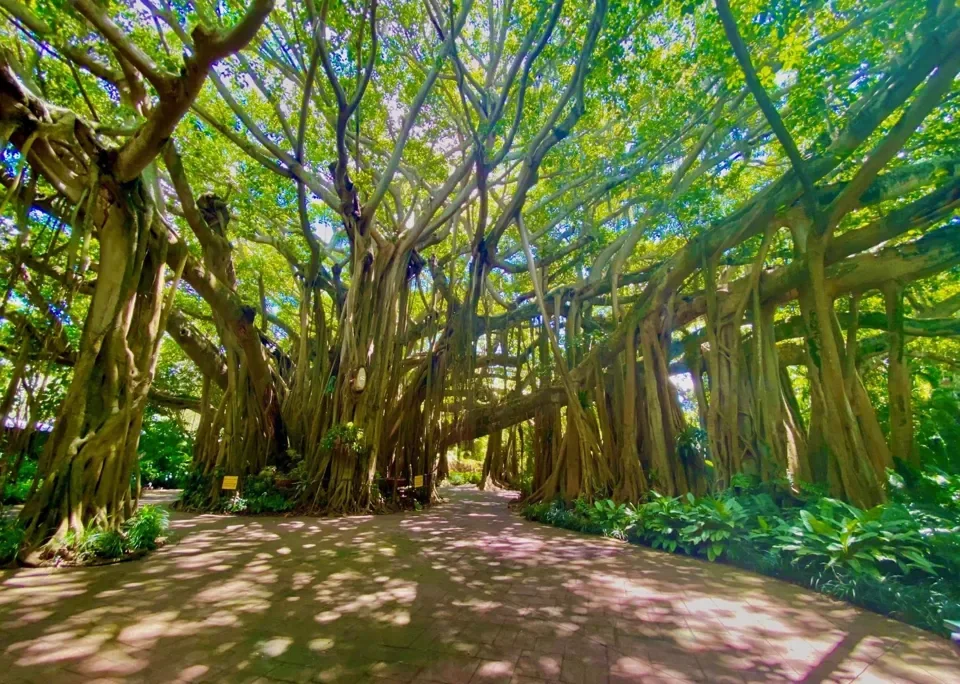 LEGOLAND Florida Summer Planning Guide 2026 6 Banyan tree shade in Historic Cypress Gardens at LEGOLAND Florida